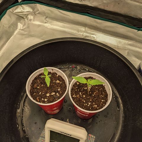 Hammond growlog timeline photo