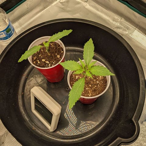 Hammond growlog timeline photo