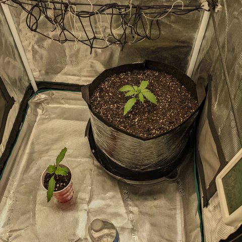 Hammond growlog timeline photo