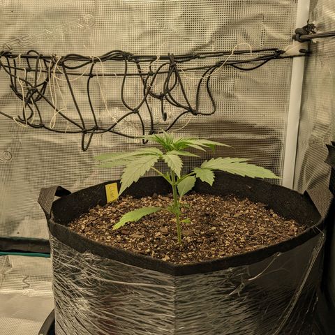 Hammond growlog timeline photo