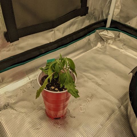 Hammond growlog timeline photo