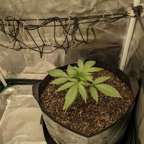 Hammond growlog timeline photo