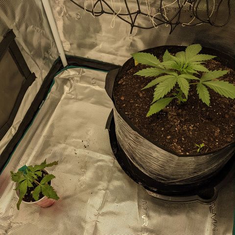 Hammond growlog timeline photo