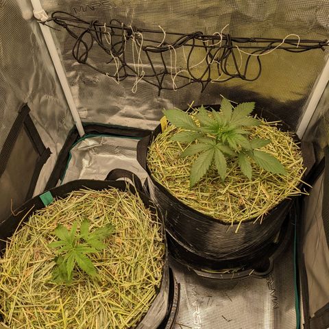 Hammond growlog timeline photo