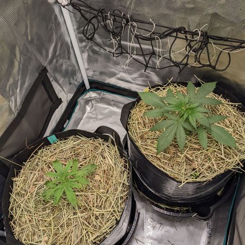 Hammond growlog timeline photo