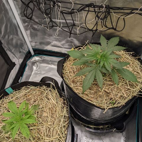 Hammond growlog timeline photo