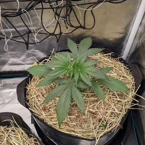 Hammond growlog timeline photo
