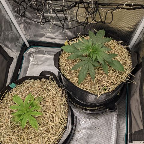 Hammond growlog timeline photo