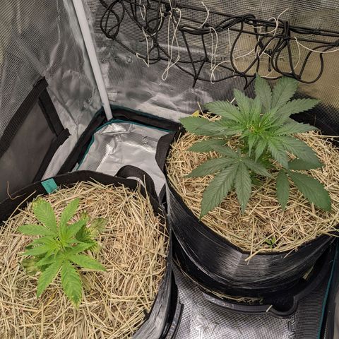 Hammond growlog timeline photo