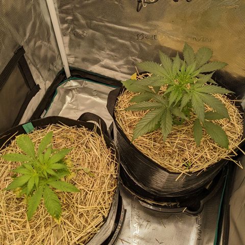 Hammond growlog timeline photo