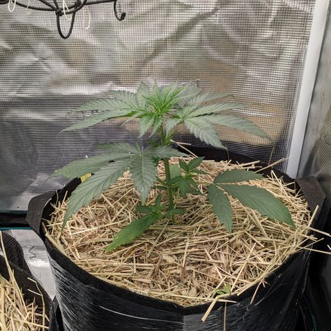 Hammond growlog timeline photo