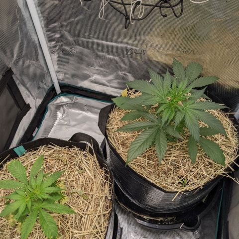 Hammond growlog timeline photo