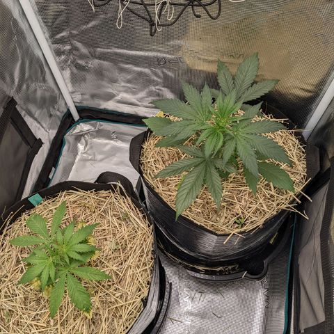Hammond growlog timeline photo