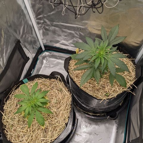 Hammond growlog timeline photo