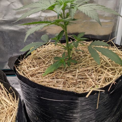 Hammond growlog timeline photo