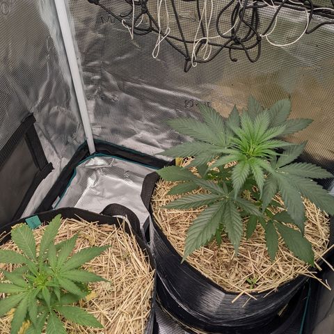 Hammond growlog timeline photo