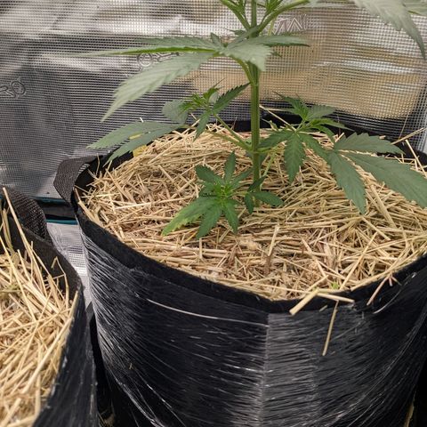Hammond growlog timeline photo