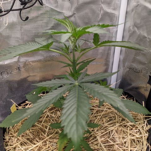 Hammond growlog timeline photo