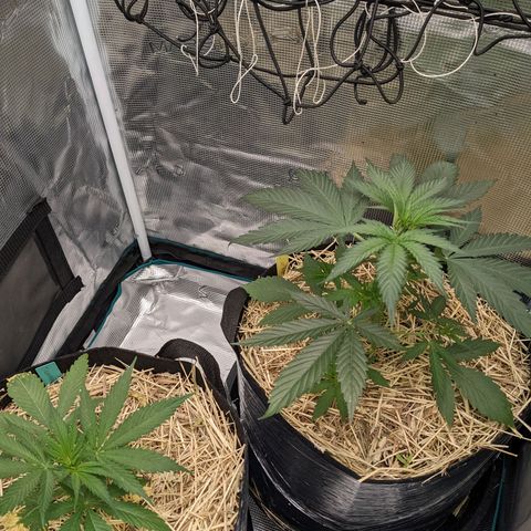 Hammond growlog timeline photo