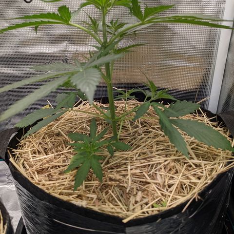 Hammond growlog timeline photo