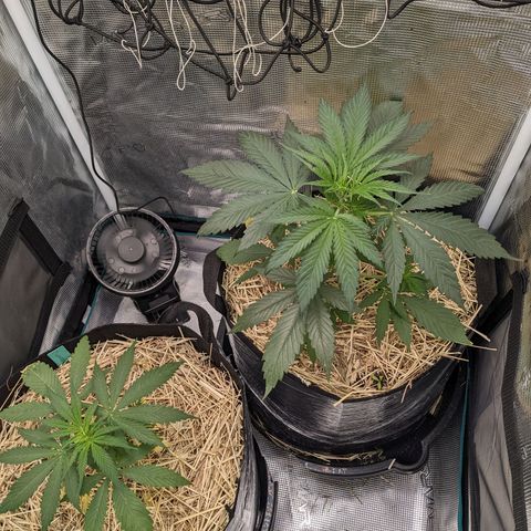 Hammond growlog timeline photo