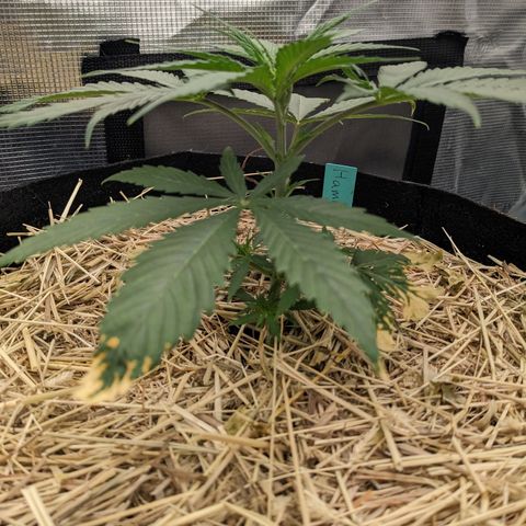 Hammond growlog timeline photo