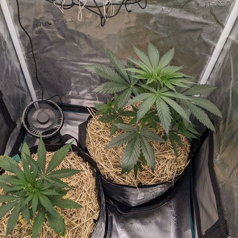 Hammond growlog timeline photo