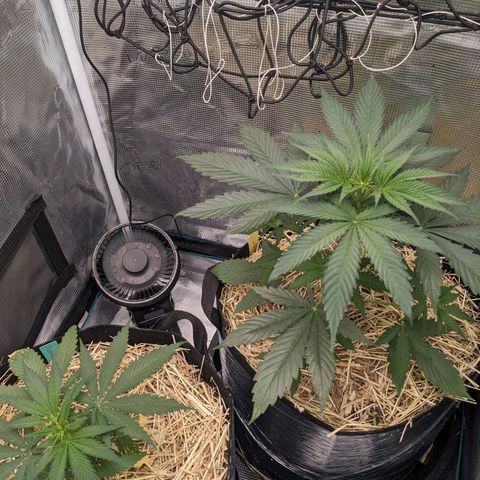 Hammond growlog timeline photo