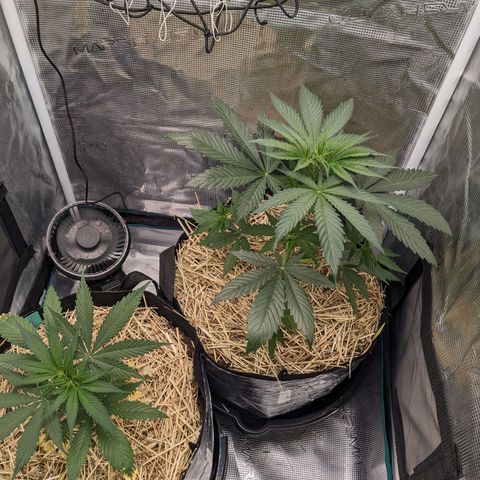 Hammond growlog timeline photo