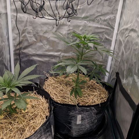Hammond growlog timeline photo