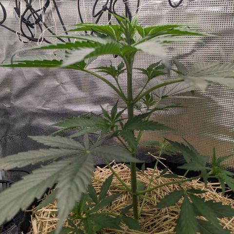 Hammond growlog timeline photo