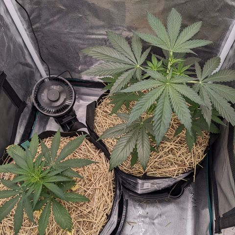 Hammond growlog timeline photo