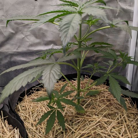 Hammond growlog timeline photo
