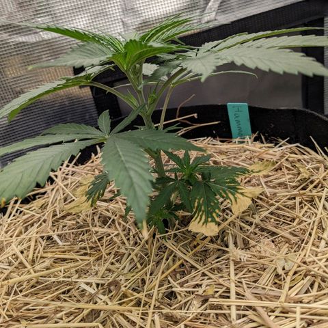 Hammond growlog timeline photo