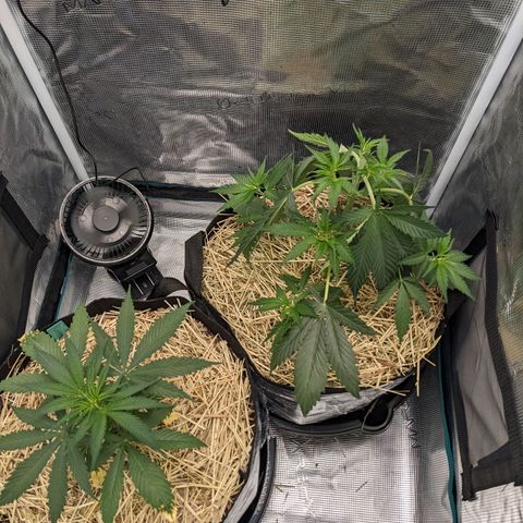 Hammond growlog timeline photo