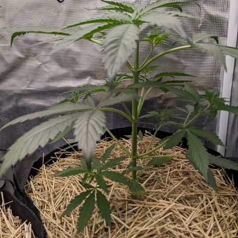 Hammond growlog timeline photo