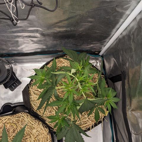 Hammond growlog timeline photo