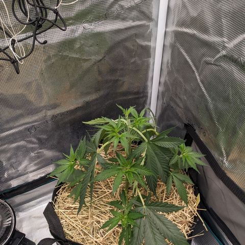 Hammond growlog timeline photo