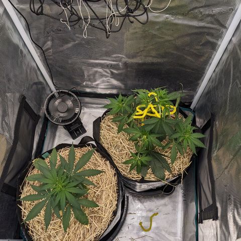 Hammond growlog timeline photo