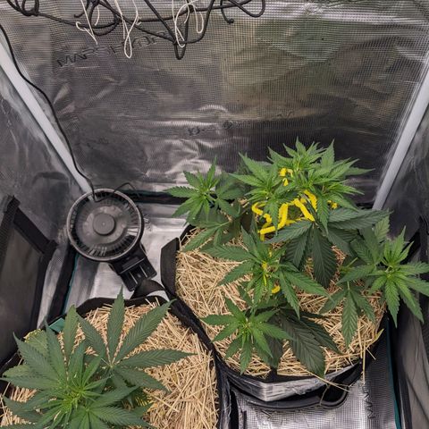 Hammond growlog timeline photo