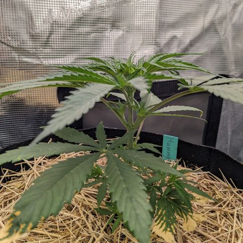 Hammond growlog timeline photo