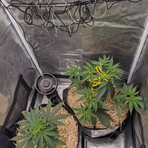 Hammond growlog timeline photo