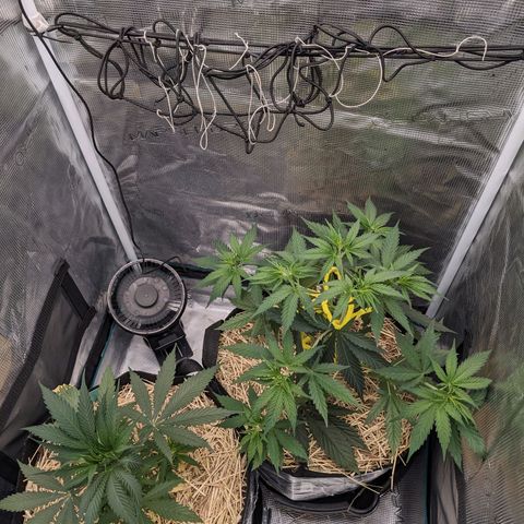 Hammond growlog timeline photo