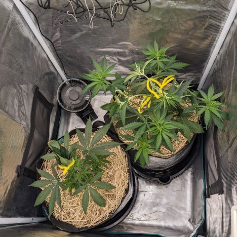 Hammond growlog timeline photo