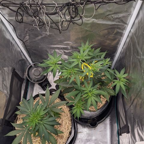Hammond growlog timeline photo