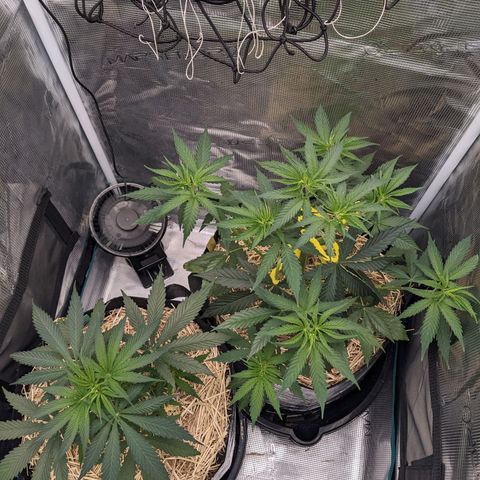 Hammond growlog timeline photo
