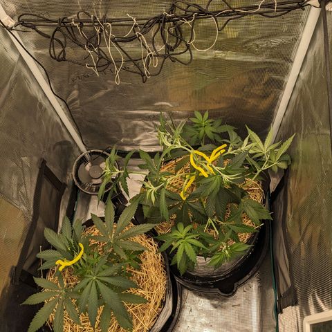 Hammond growlog timeline photo