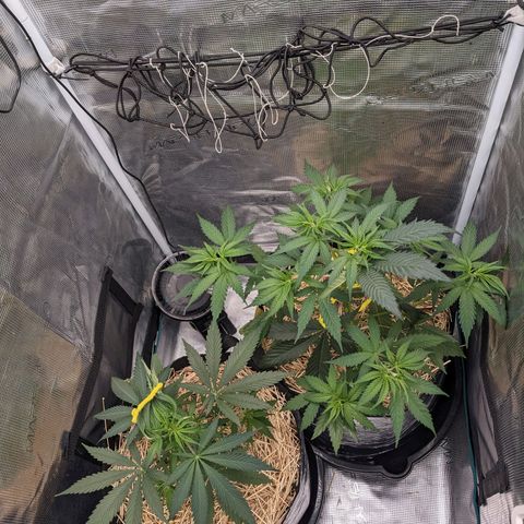 Hammond growlog timeline photo