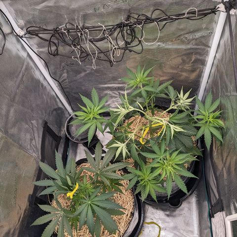 Hammond growlog timeline photo