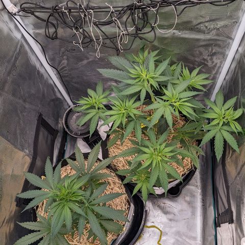 Hammond growlog timeline photo